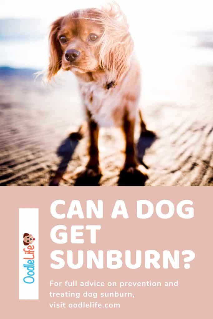 can a dog get sunburn