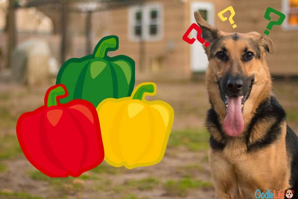 are bell peppers safe for dogs