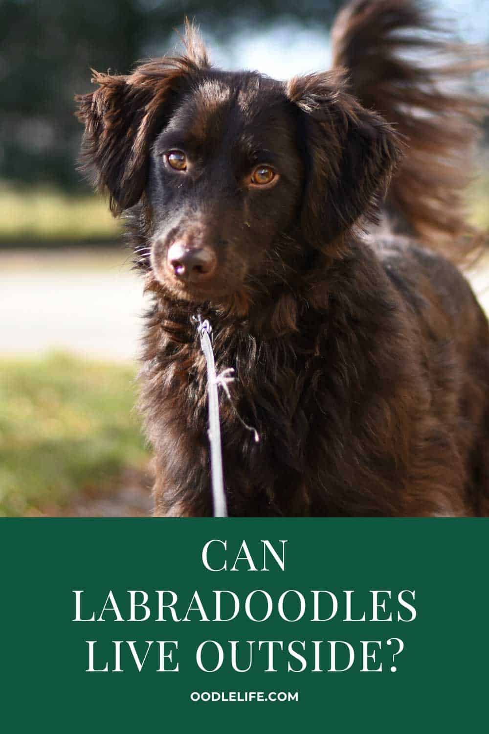 Can Labradoodles Live Outside? Best Guide To Keeping Labradoodles