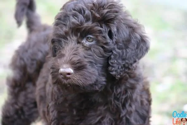 chocolate mini Labradoodle