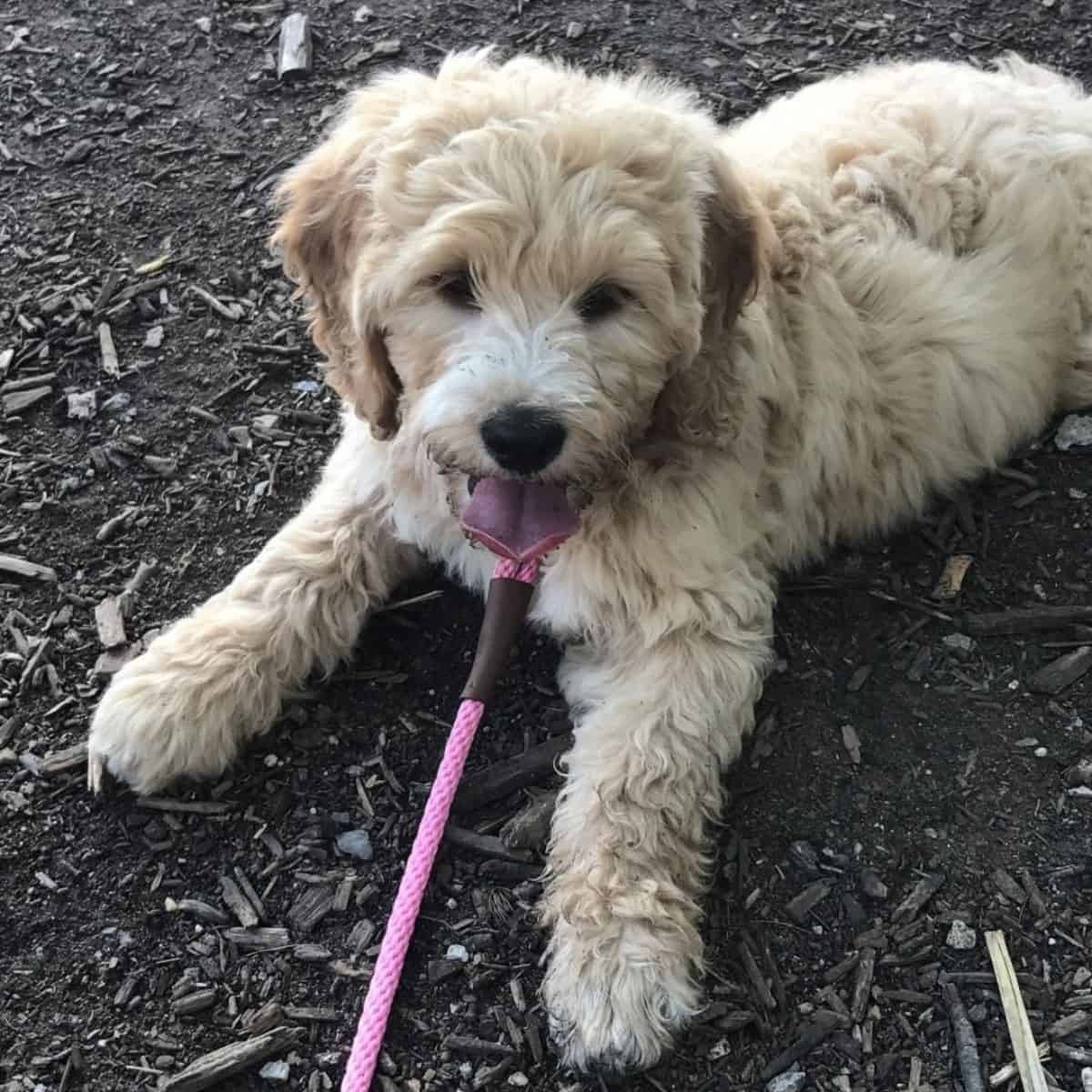 dirty Goldendoodle puppy