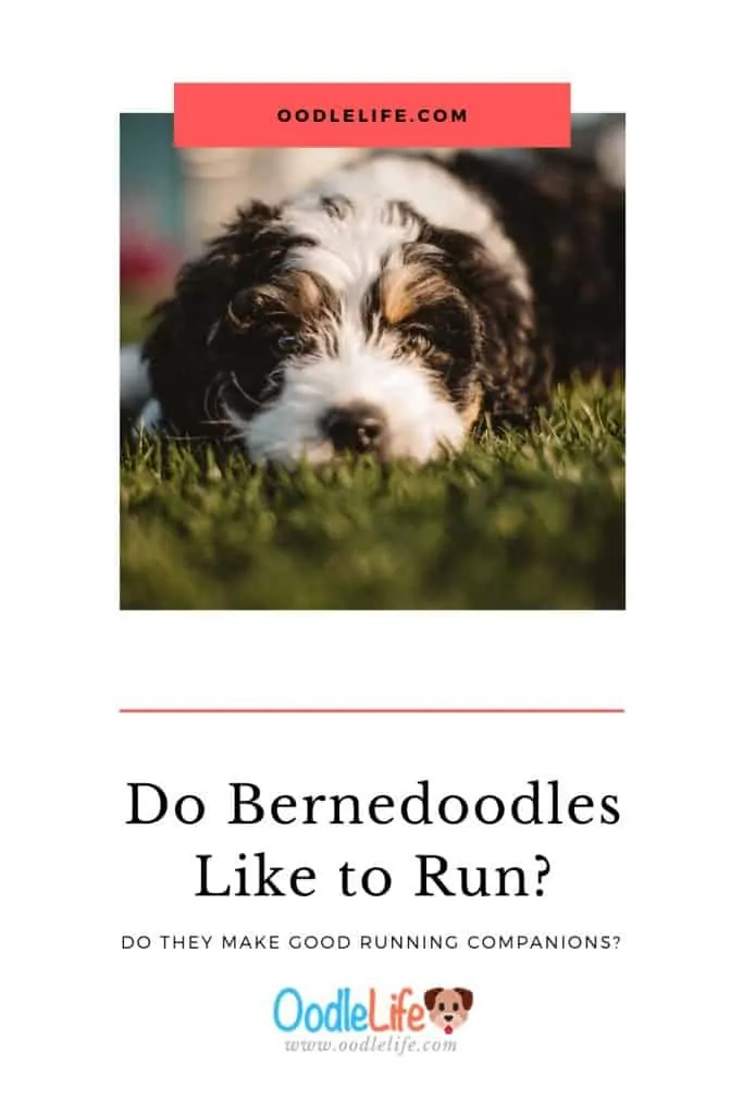 do bernedoodles like to run