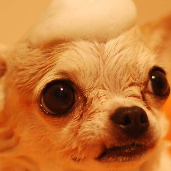 antibiotic dog shampoo