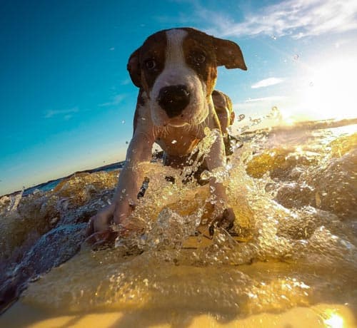 can dogs use human sunscreen