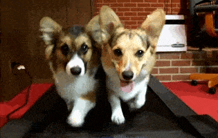corgi dogs on a treadmill