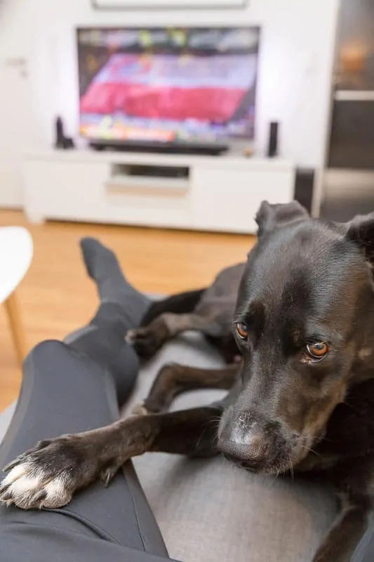 dog watching netflix on couch