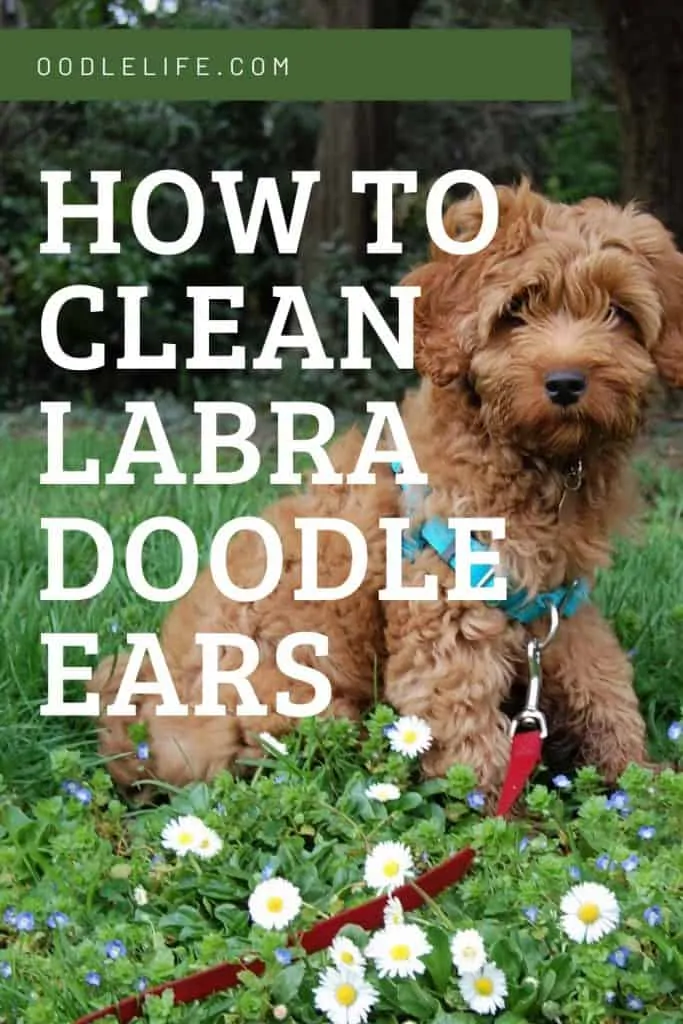 how to clean labradoodle ears