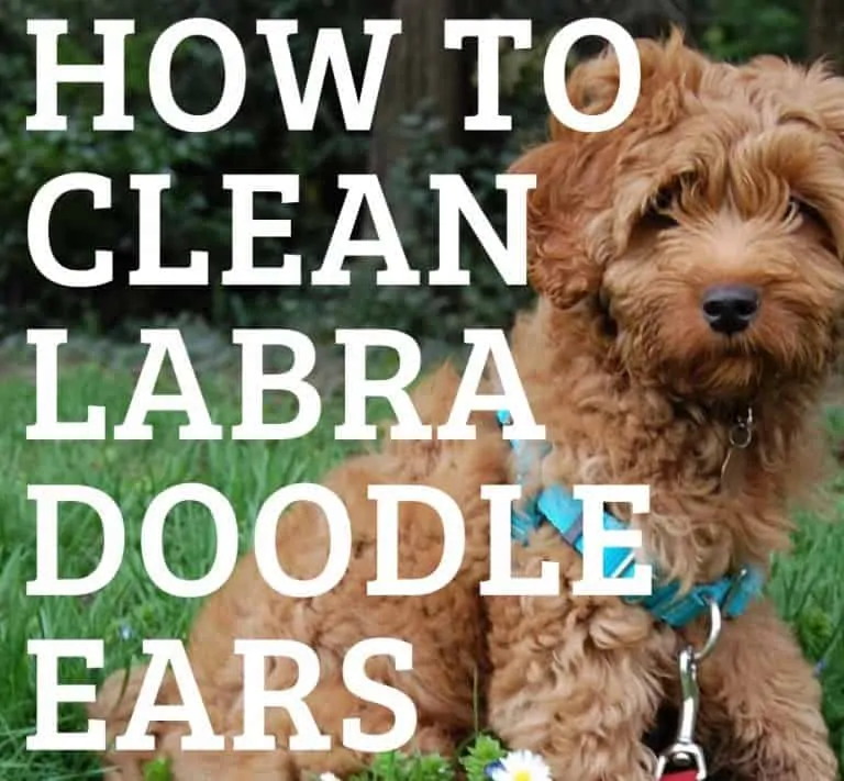 How To Clean Labradoodle Ears? Ultimate Guide