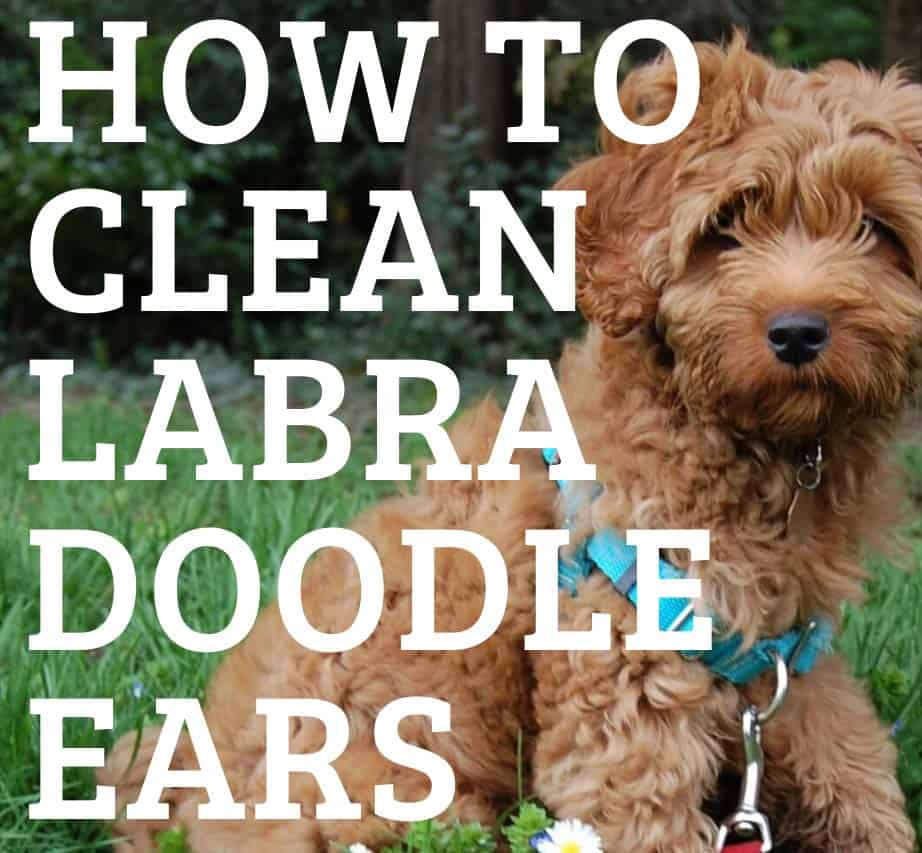 Labradoodle ear hair online