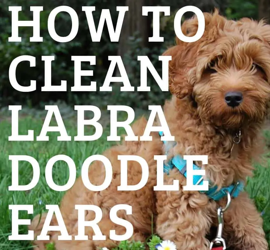 How To Clean Labradoodle Ears? Ultimate Guide 14