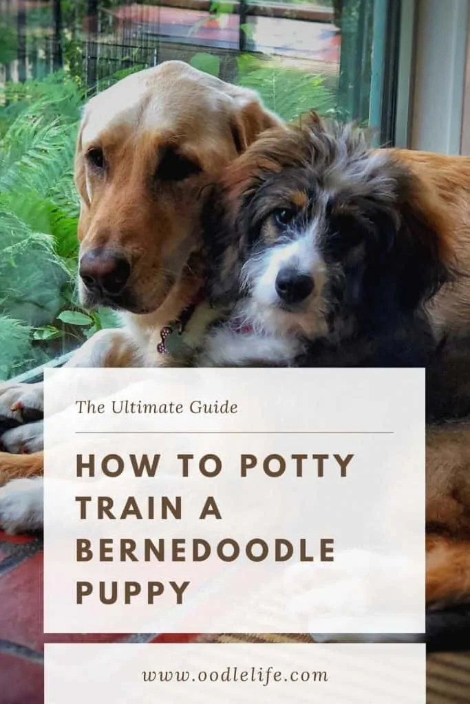 how to potty train a bernedoodle puppy