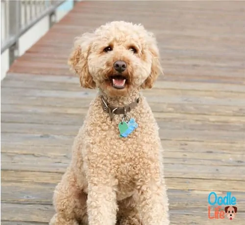 curly cream labradoodle sitting