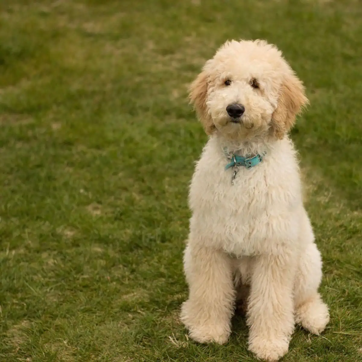 Labradoodle sitting alone quietly