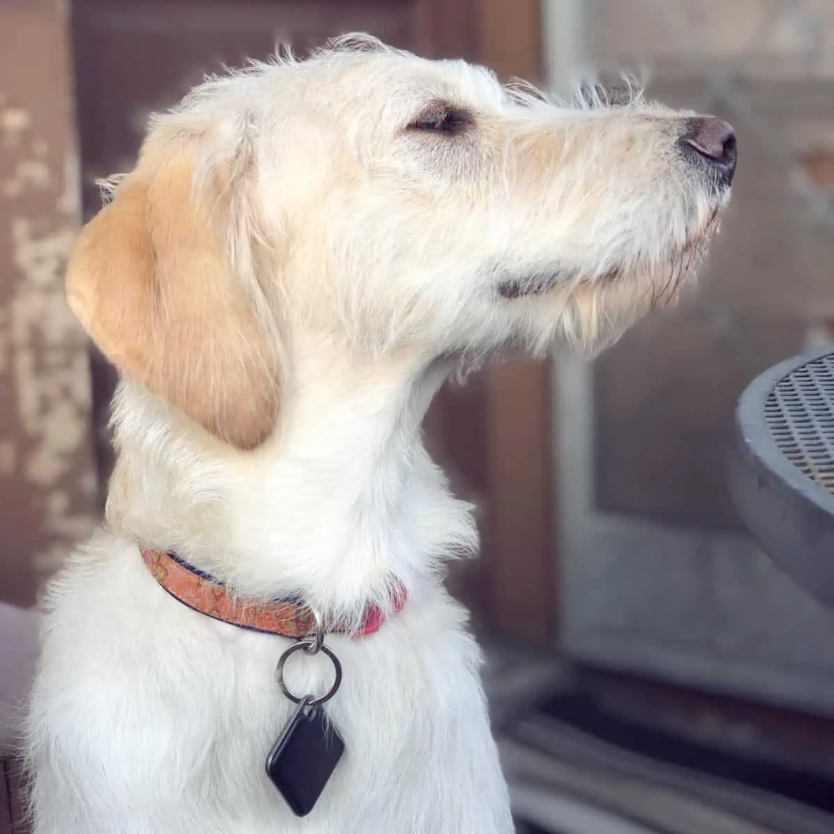 Labradoodle with its floppy ear