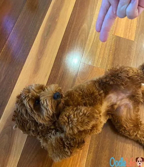 max the labradoodle playing bang indoors