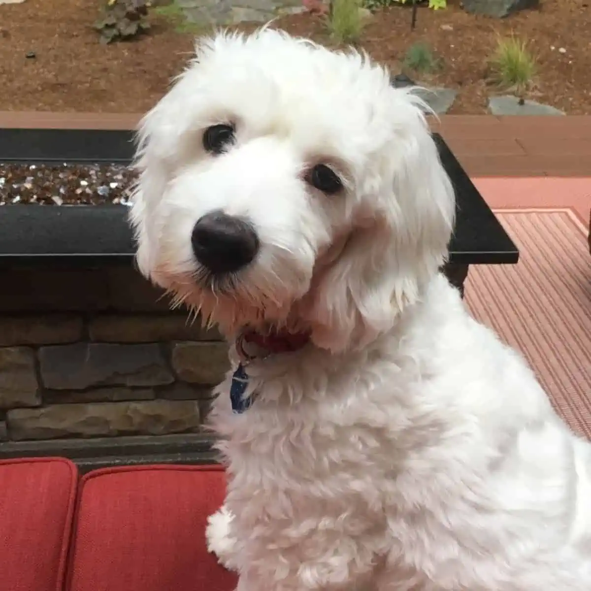 Mini Goldendoodle puppy