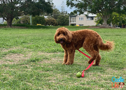 mini labradoodle szczeniak bawiący się na dworze