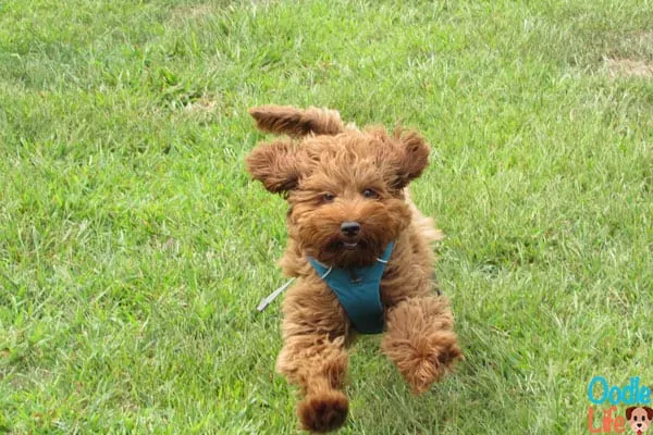 mini labradoodle puppy running