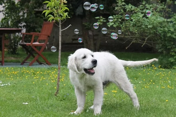 games to play with puppy indoors