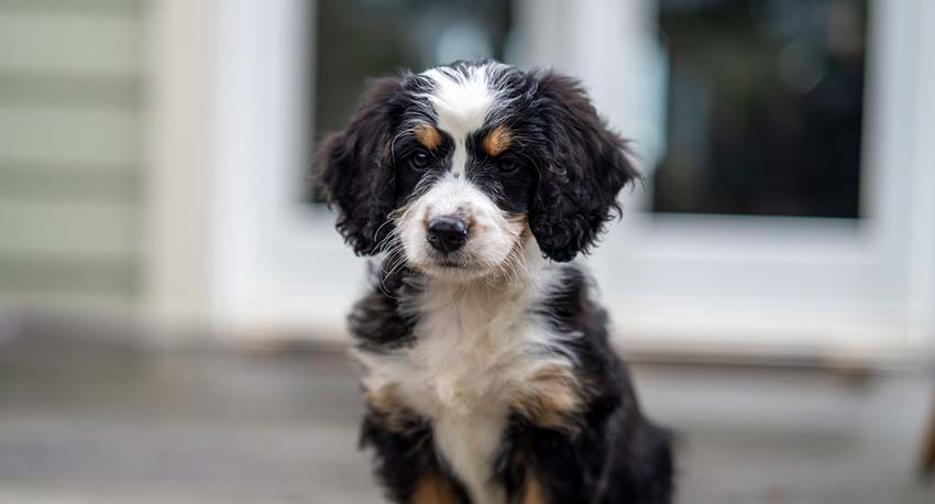 a bernedodle puppy sitting patiently