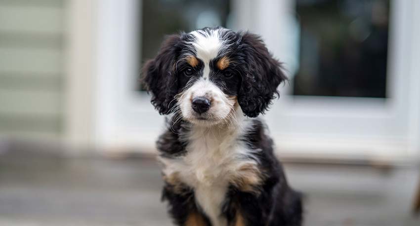 Best Bernedoodle Generations [F1, F1B, F2, F2B, F3] 1