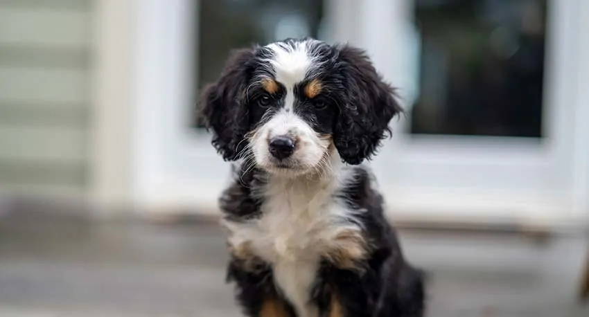 Do Bernedoodles Shed? Ultimate Guide to Best Non-Shedding Bernedoodles 1