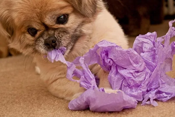 tissues games to play with dogs