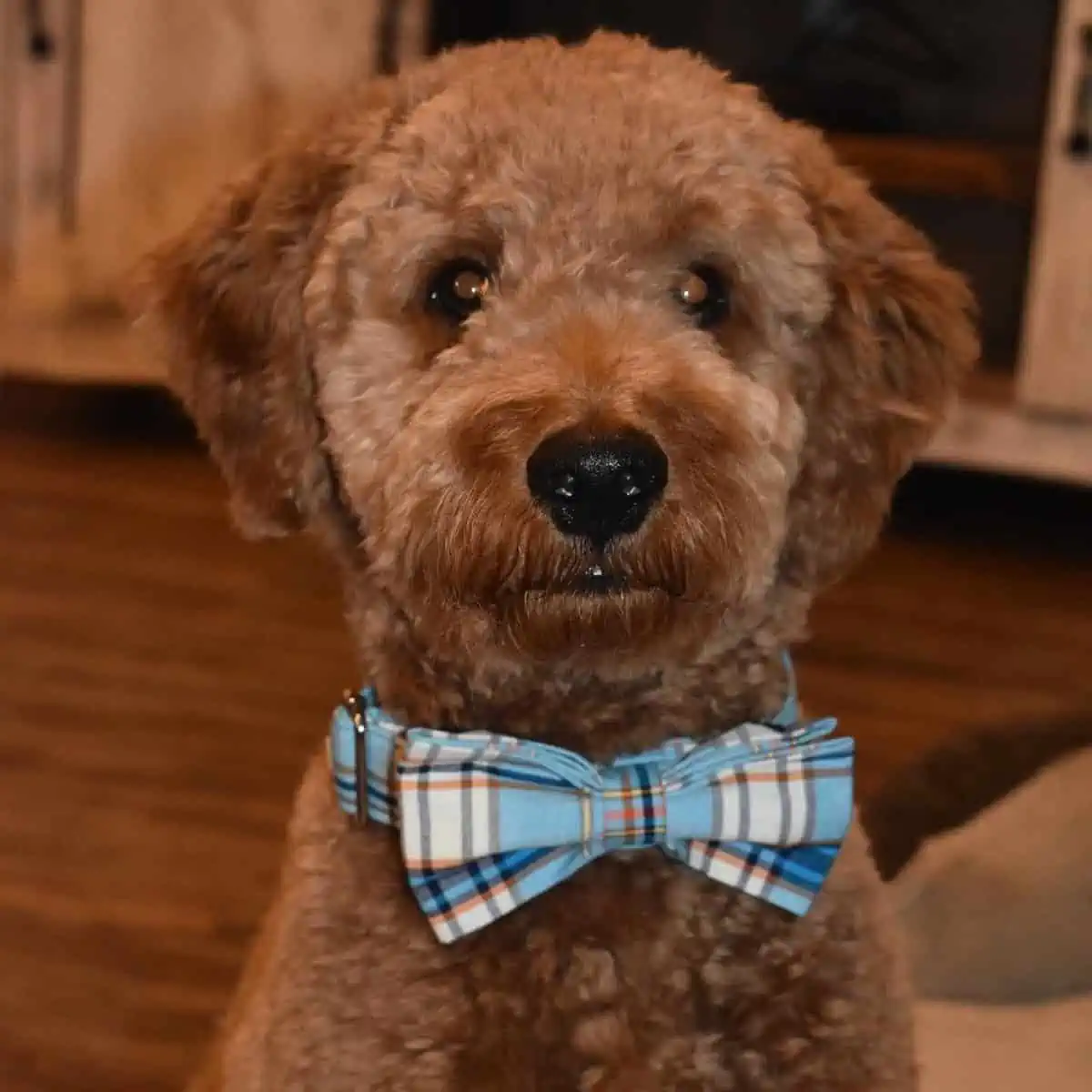 well-groomed Goldendoodle with bow tie