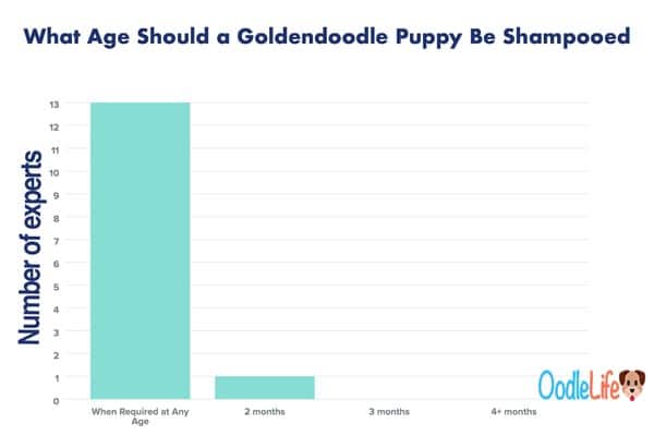 when to shampoo Goldendoodle puppy