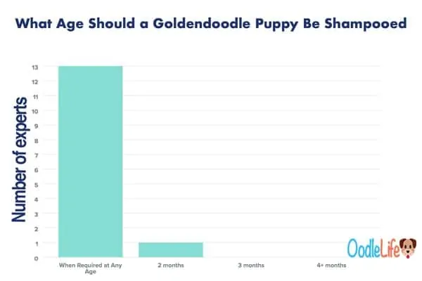 when to shampoo Goldendoodle puppy