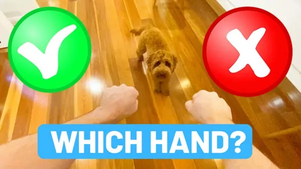 which hand game guessing game for puppies