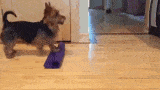 dog unrolling yoga mat
