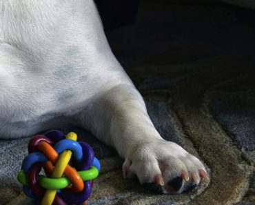 indoor games to play with your dog