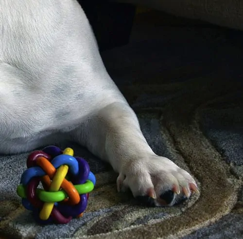 35 Activities and Games To Play with Dogs Inside (How To Dominate Indoor Isolation Boredom With Your Dog)