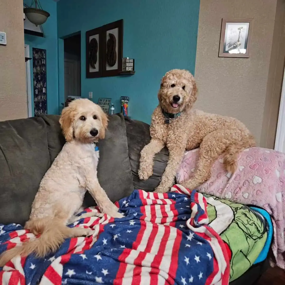afternoon talk with Goldendoodles