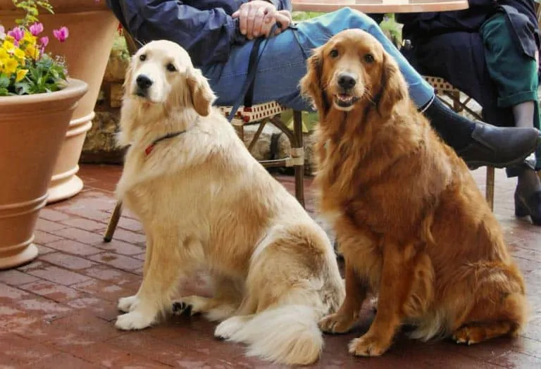 two american golden retrievers with their slim build