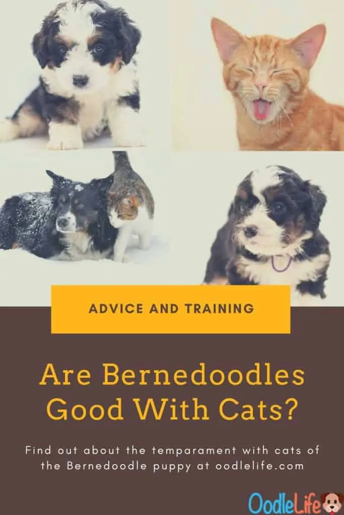 are bernedoodles good with cats