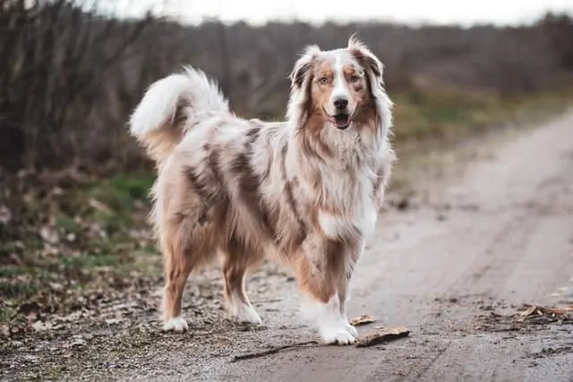 bernedoodle review merle coat example