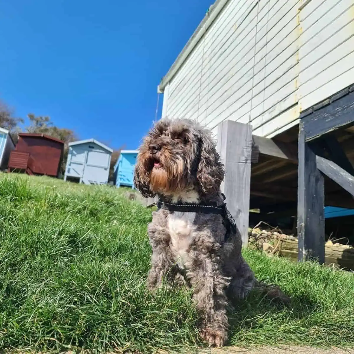 barking Cockapoo around property
