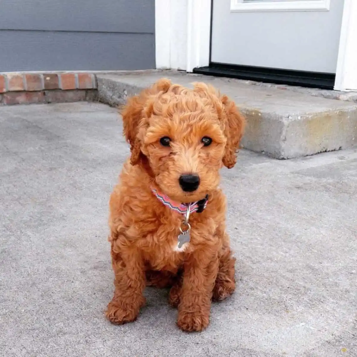 behaved Goldendoodle puppy outside