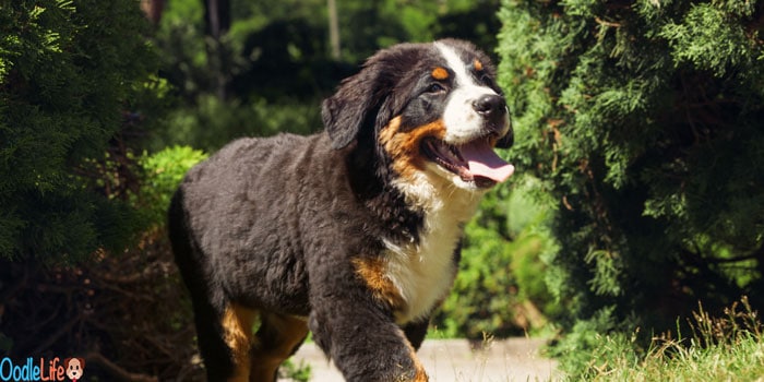 bernedoodle review breed guide