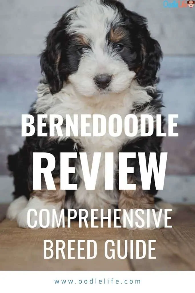 bernedoodle review