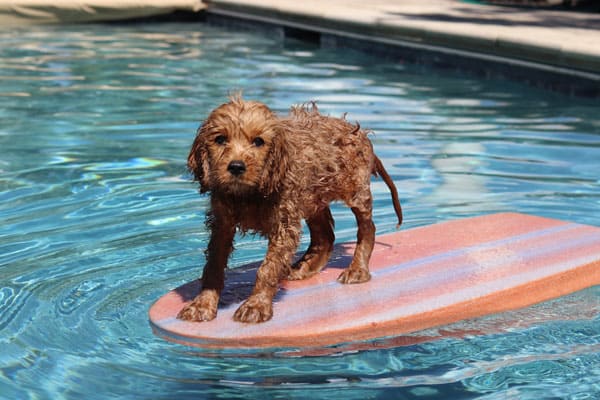 Do goldendoodles like water hot sale