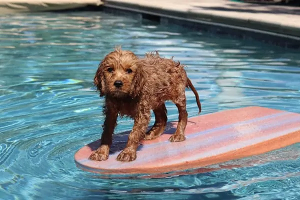 can goldendoodles swim