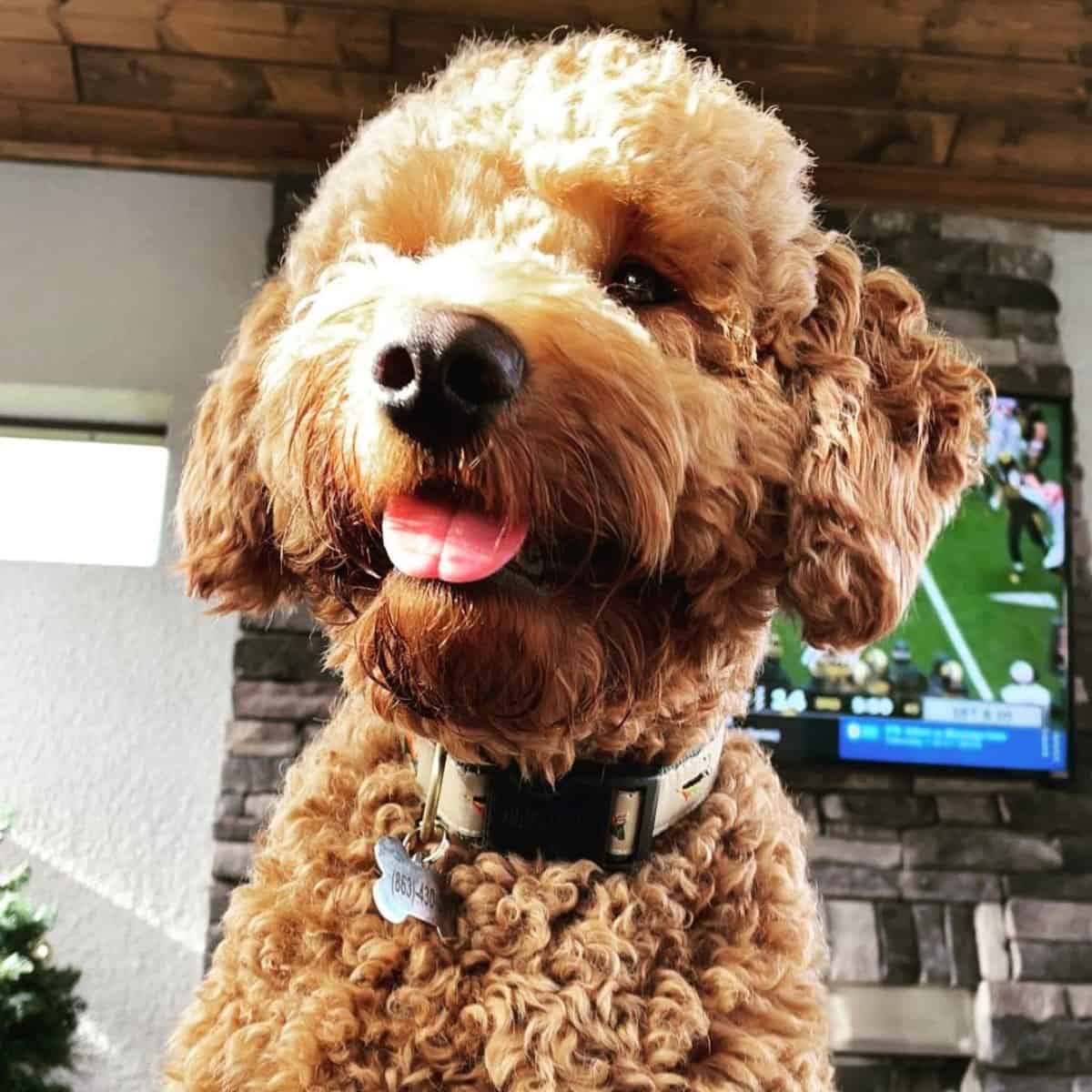 candid shot of Goldendoodle
