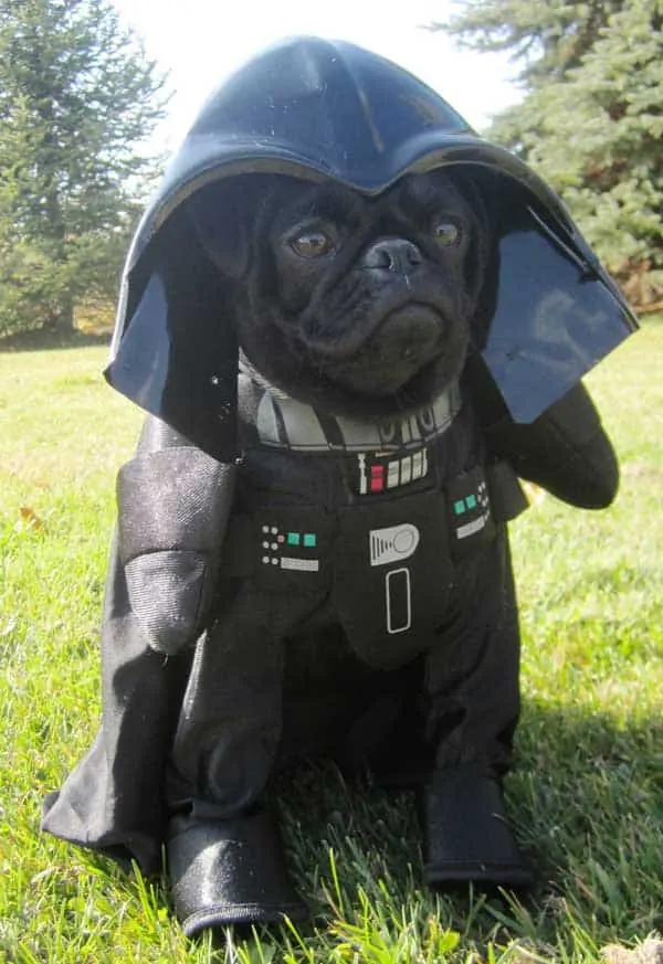 Darth pug Star Wars dog