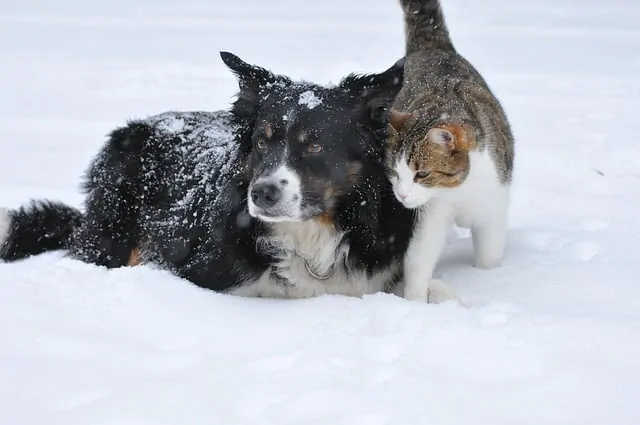 Are Bernedoodles Good With Cats? Questions and Practical Guide to Bernedoodles and Cats 1