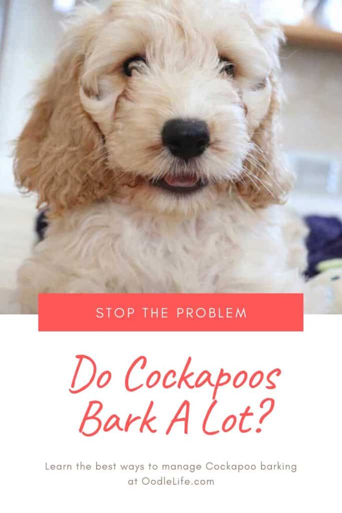 how much do cockapoos bark
