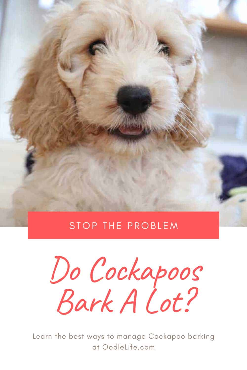 do poodles bark