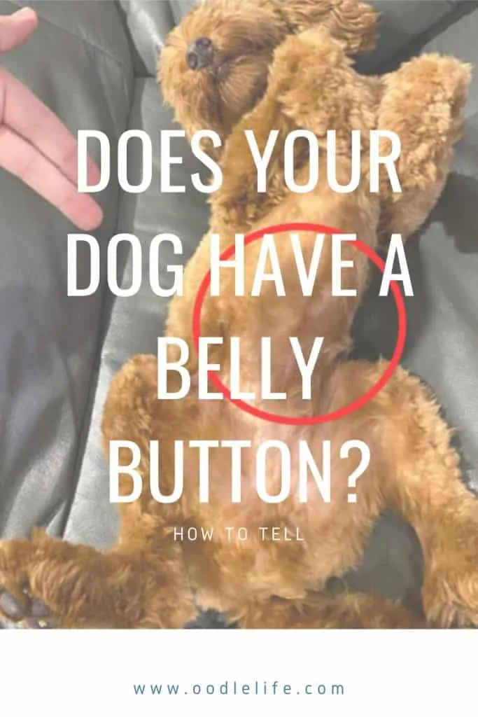 do dogs have belly buttons?